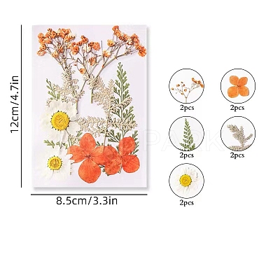 Dried Flower Sets PW-WG14974-02-1