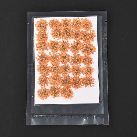 Pressed Dried Flowers DIY-K032-58K-1