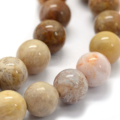 Natural Fossil Coral Beads Strands G-G763-12-14mm-1