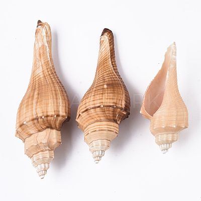 Natural Conch Shell Beads SSHEL-T015-03-1