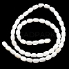 Natural Freshwater Shell Beads Strands SHEL-R129-02-3