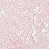 8/0 Glass Seed Beads SEED-Z001-C-E04-3