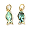 Natural Paua Shell Fish Charms KK-F926-04A-1