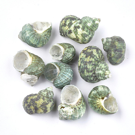 Conch Shell Beads SSHEL-S258-36-1