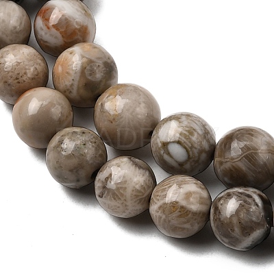 Natural Fossil Coral Beads Strands G-G212-6mm-31-1