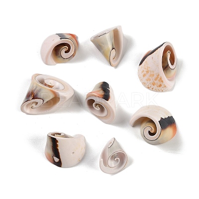 Natural Shiva Eye Shell Pendants SHEL-K009-17E-1