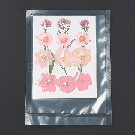 Pressed Dried Flowers X-DIY-H153-A04-1