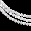 Natural White Shell Beads Strands G-A177-04-25-6