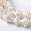 Natural Shell Bead Strands X-BSHE-O016-04-1