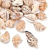 Natural Conch Shell Beads BSHE-O007-57-1