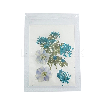 Pressed Dried Flowers DIY-B070-01D-1