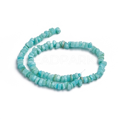 Shell Beads Strands BSHE-G026-02-1