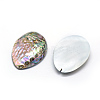 Natural Paua Shell Beads SSHEL-E564-52A-2