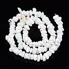 Natural Freshwater Shell Beads Strands SHEL-N003-23-A01-2