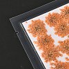 Pressed Dried Flowers DIY-K032-58K-3