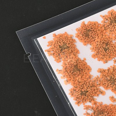 Pressed Dried Flowers DIY-K032-58K-1