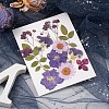 Pressed Dried Flowers DIY-YWC0001-102-5
