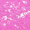 Baking Paint Glass Seed Beads X-SEED-S042-05B-88-3