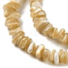Natural Trochus Shell Beads Strands SHEL-G020-01-3