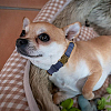 PU Leather Dog Collar AJEW-WH20070-093A-04-5