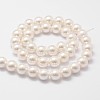 Shell Pearl Bead Strands X-BSHE-L026-03-8mm-3