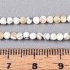 Luminous Natural Seashell Shell Beads Strands SSHEL-N040-05-5