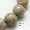Natural Fossil Coral Beads Strands X-G-G212-8mm-31-2