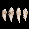 Natural Shell Big Pendants SH-CBA93AD-18-1