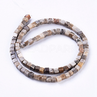 Natural Fossil Coral Beads Strands G-D0020-13B-1