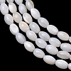 Natural Freshwater Shell Beads Strands SH-CBA2978-06A-2