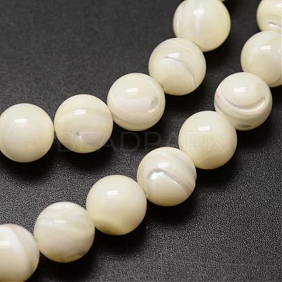 Natural Sea Shell Beads Strands SSHEL-K013-8mm-A-1