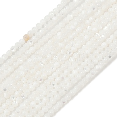 Natural White Shell Beads Strands G-A177-04-25-1