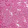Baking Paint Glass Seed Beads X-SEED-S042-15B-27-3