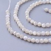 Natural Shell Beads Strands X-G-F619-27-3mm-3