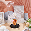 Arch Glass Dome Cover ODIS-WH0030-242B-4