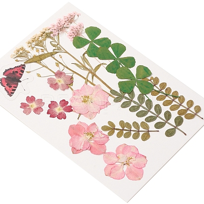 Pressed Dried Flowers DIY-YWC0001-95-1