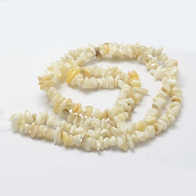 Natural Shell Beads Strands G-F328-45-1