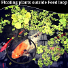 2 Sets EVA Foam Feeding Ring for Fish AJEW-CN0002-52A-5