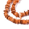 Natural Freshwater Shell Beads Strands SHEL-S278-071B-3