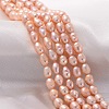 Natural Cultured Freshwater Pearl Beads Strands X-A23WN011-1