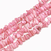Freshwater Shell Beads Strands SHEL-S270-05-1