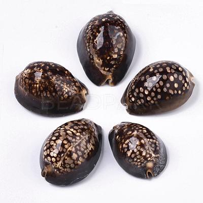 Natural Cowrie Shell Beads SSHEL-Q298-19-1