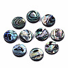 Natural Abalone Shell/Paua Shell Beads SSHEL-T014-14C-1