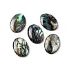 Natural Paua Shell Epoxy Resin Cabochons LS-SSHEL-S279-01B-1