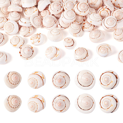 Natural Spiral Shell Red Lip Shell Beads BSHE-TA0002-02-1