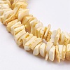 Natural Sea Shell Beads Strands BSHE-K012-08B-3