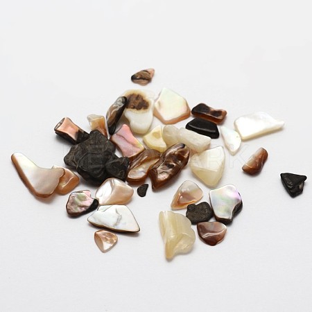 No Hole Natural Sea Shell Beads SSHEL-E556-03-1