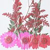 Pressed Dried Flowers DIY-H153-A06-3