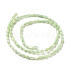 Natural Trochus Shell Beads Strands SHEL-K006-19E-2
