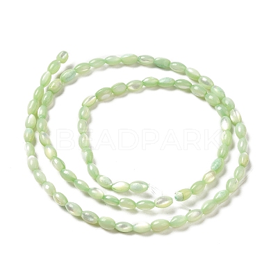 Natural Trochus Shell Beads Strands SHEL-K006-19E-1